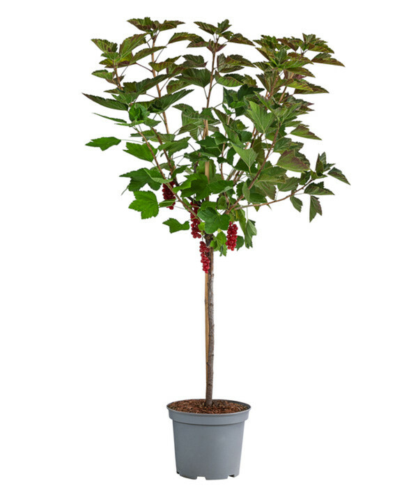 Bild 2 von Dehner Johannisbeere 'Rovada'