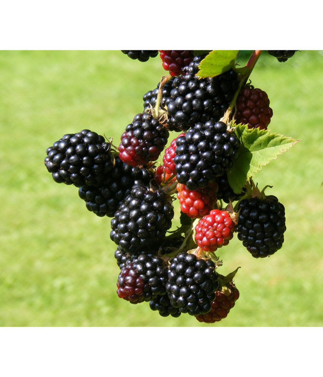 Bild 1 von Brombeere 'Reuben'