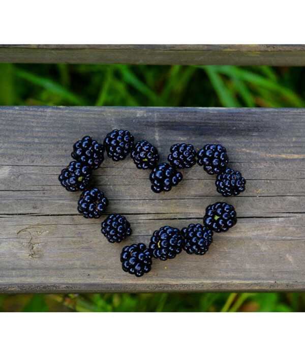 Bild 3 von Brombeere 'Reuben'