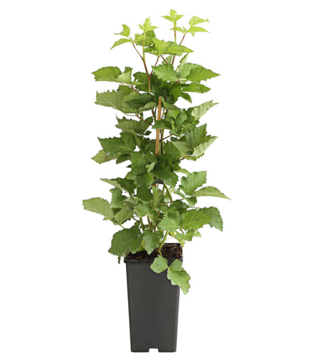 Bild 2 von Brombeere 'Reuben'