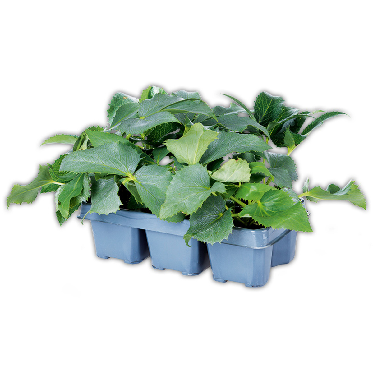 Bild 1 von Finest Garden Christrosen Sondersorten