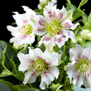 Bild 2 von Finest Garden Christrosen Sondersorten