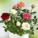Rosen Quattro von Norma ansehen!