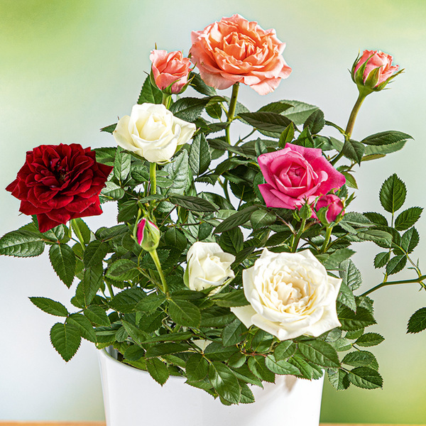 Wunderschone Rosen Welcher Dunger Bild