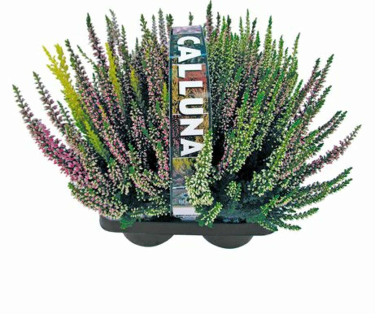 Bild 1 von 4er-Pack Calluna "Beauty Ladies"