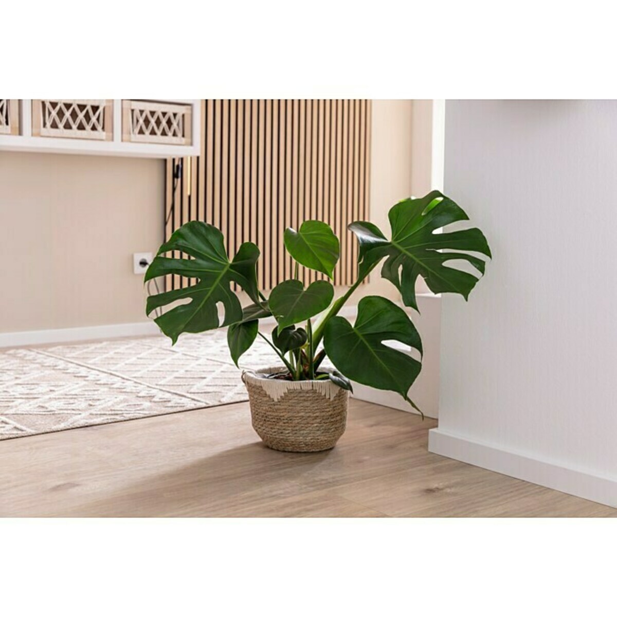 Bild 2 von Pflanzkorb Seegras