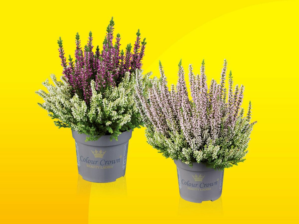 Bild 1 von Calluna Colour Crown