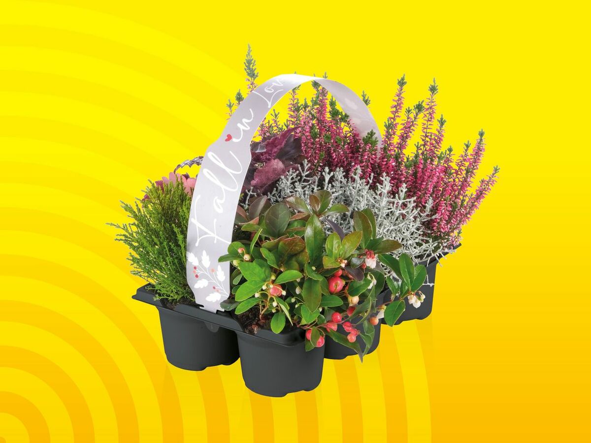 Bild 1 von Herbstmix Fall in Love