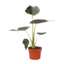 Bild 2 von GARDENLINE Premium-Grünpflanze