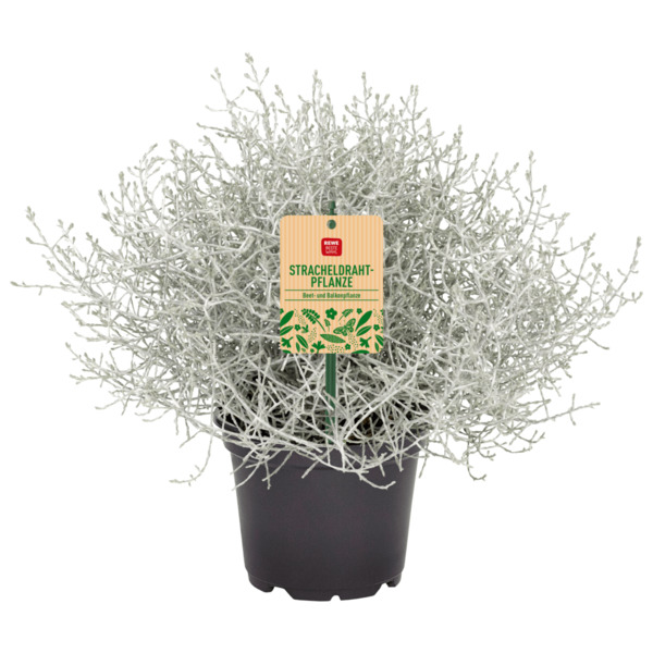 Bild 1 von Stacheldrahtpflanze oder Chrysantheme