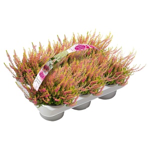 Calluna Garden Girls