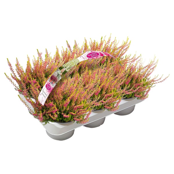 Bild 1 von Calluna Garden Girls