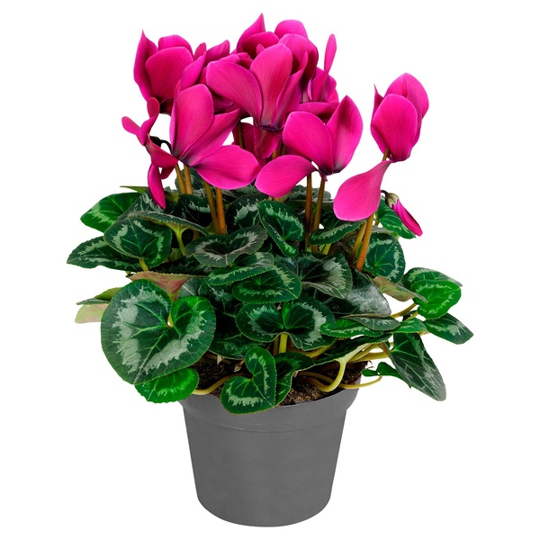 Herbstblumen von ALDI SÜD ansehen!