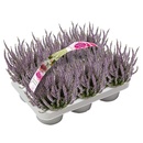 Bild 2 von Calluna Garden Girls