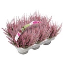 Bild 3 von Calluna Garden Girls