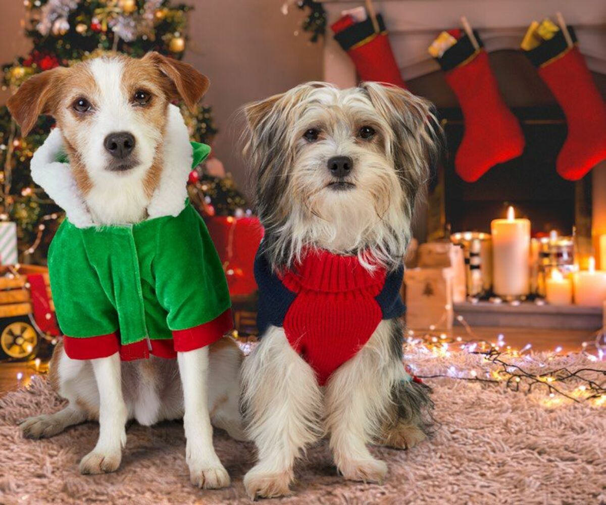 Bild 1 von Hundekostüm