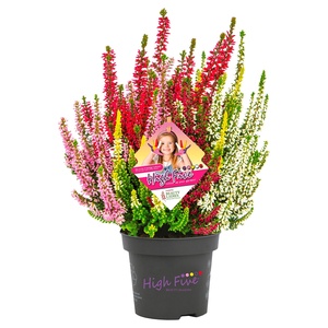 Calluna „High Five“®