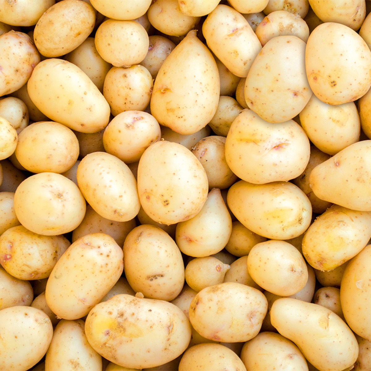 Bild 2 von Ernte Krone Fresh Speisekartoffeln