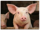 Bild 1 von Artland Wandbild "Vorwitziges Schwein", Haustiere, (1 St.), als Alubild, Leinwandbild, Wandaufkleber oder Poster in versch. Größen
