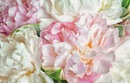 Bild 1 von Papermoon Fototapete "Blooming Peonies"