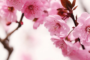 Papermoon Fototapete "Peach Blossom"