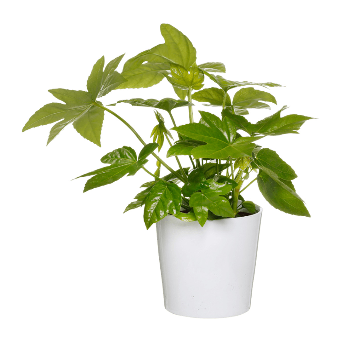 Bild 4 von GARDENLINE Außergewöhnliche Grünpflanze