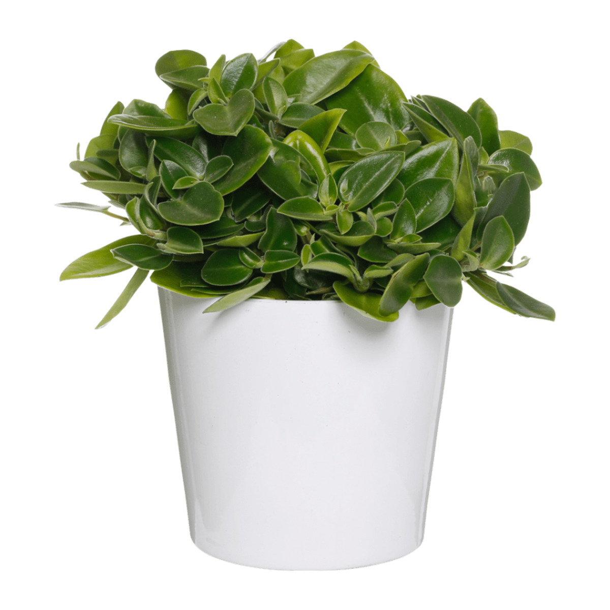 Bild 2 von GARDENLINE Außergewöhnliche Grünpflanze