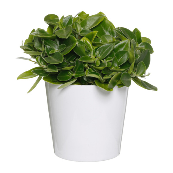 Bild 2 von GARDENLINE Außergewöhnliche Grünpflanze