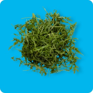 Rucola