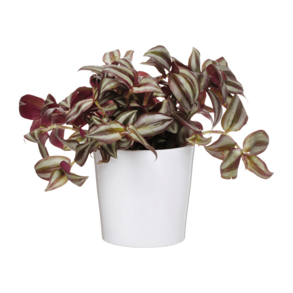 Bild 3 von GARDENLINE Außergewöhnliche Grünpflanze