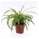 Bild 3 von GARDENLINE Lufterfrischer-Grünpflanze