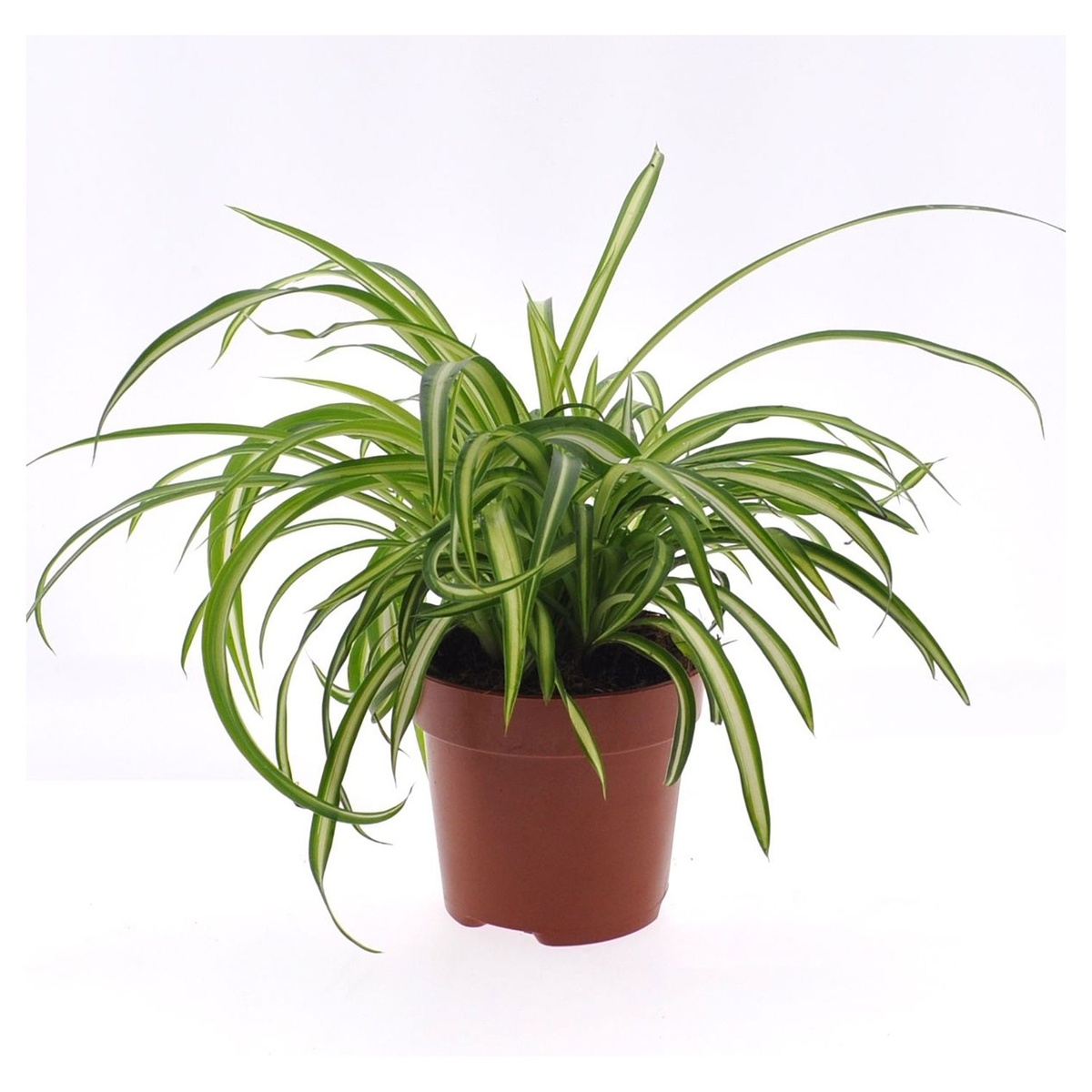 Bild 3 von GARDENLINE Lufterfrischer-Grünpflanze