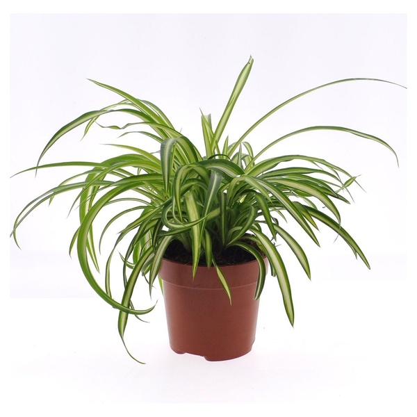 Bild 3 von GARDENLINE Lufterfrischer-Grünpflanze