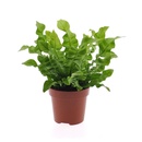 Bild 1 von GARDENLINE Lufterfrischer-Grünpflanze