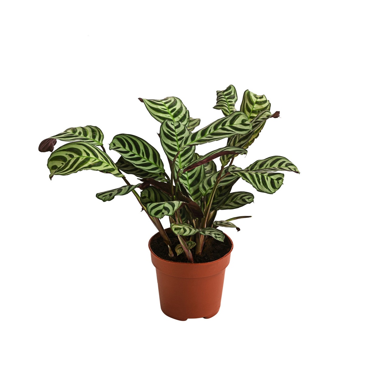 Bild 2 von GARDENLINE Lufterfrischer-Grünpflanze