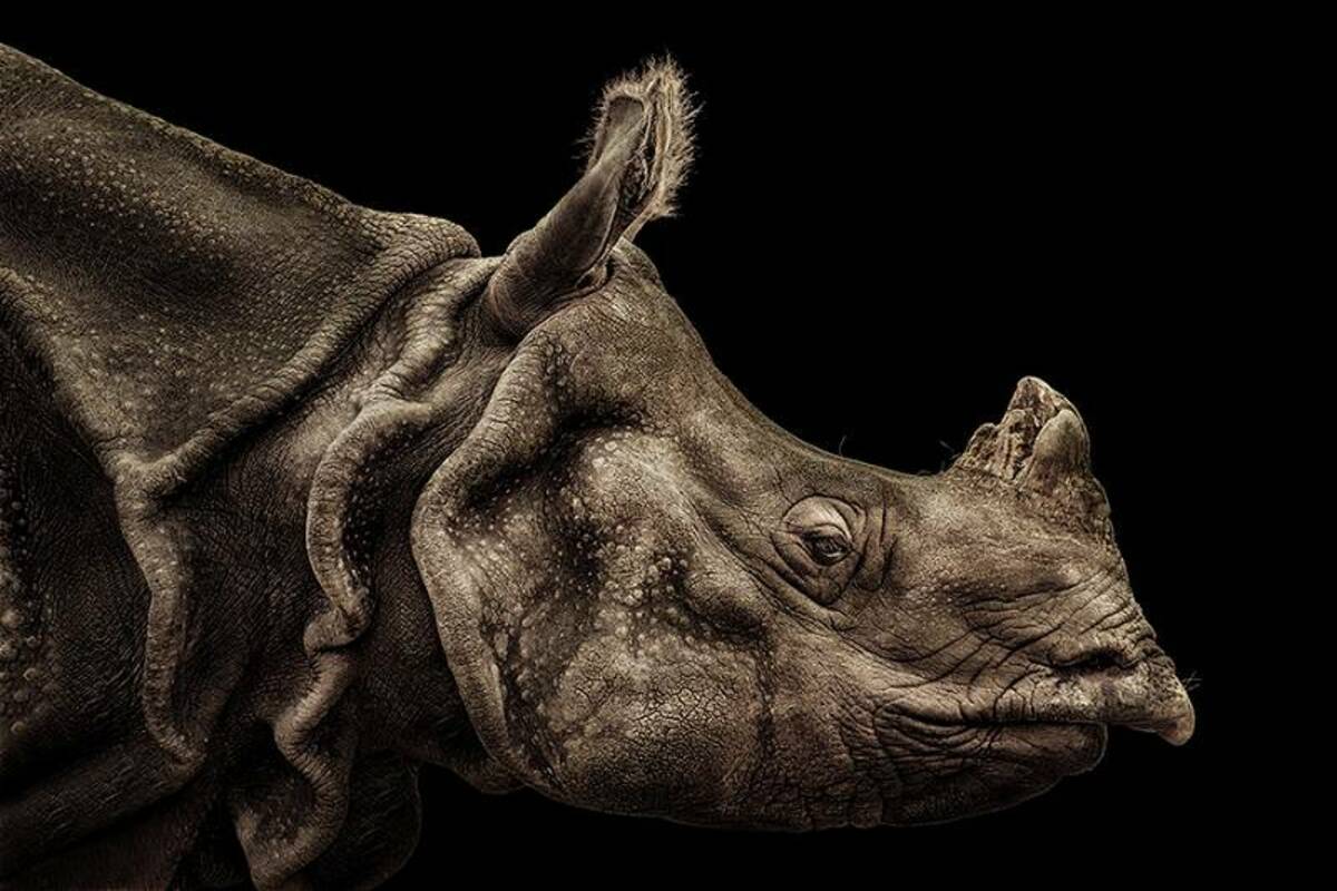 Bild 1 von Kollektion Wiedemann Bild "NASHORN", Materialmix