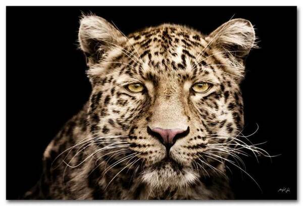 Bild 1 von Kollektion Wiedemann Bild &quot;LEOPARD&quot;, Materialmix