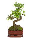 Bild 2 von Bonsai Anfänger-Geschenkset - Chinesische Ulme
