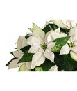 Bild 3 von Weihnachtsstern - Euphorbia pulcherrima 'Princettia®'