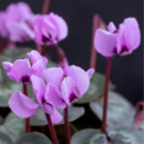 Bild 1 von Alpenveilchen 'Merita outdoor' Violett