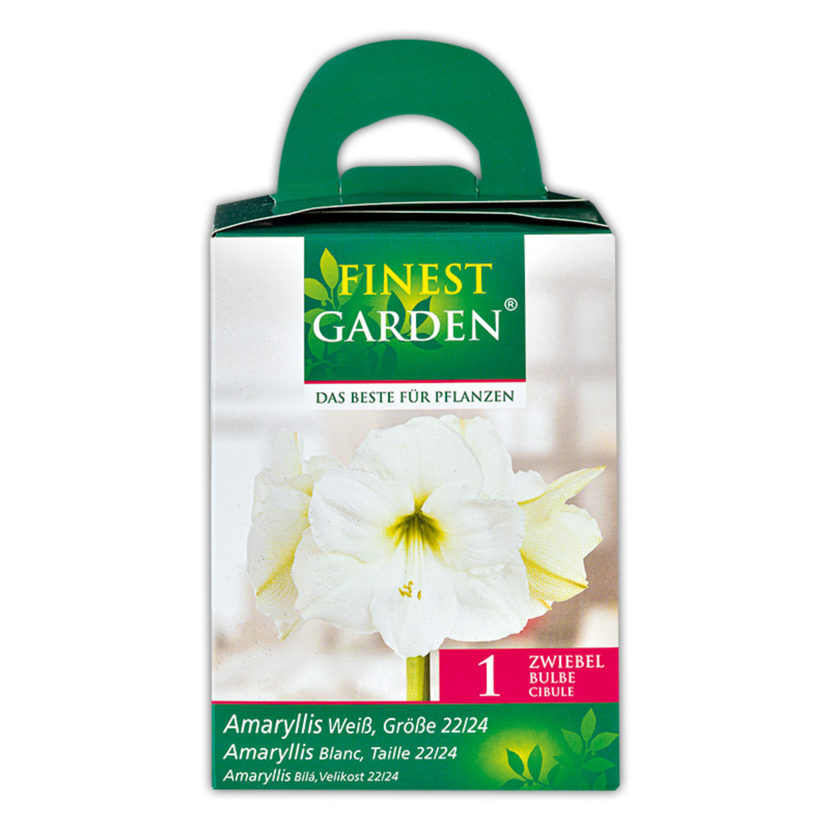 Bild 2 von Finest Garden Amaryllis