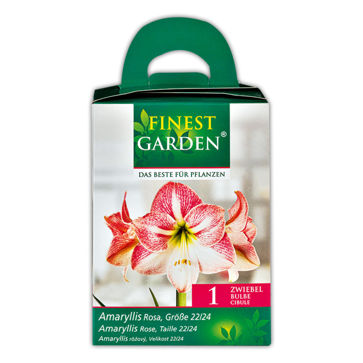 Bild 4 von Finest Garden Amaryllis