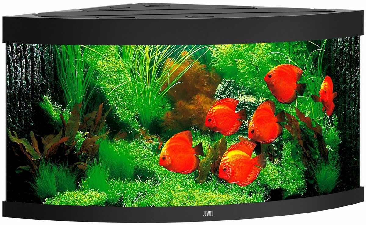 Bild 1 von JUWEL AQUARIEN Aquarium Trigon 350, BxTxH: 123x87x65 cm, 350 l, inkl. MultiLux LED Einsatzleuchte