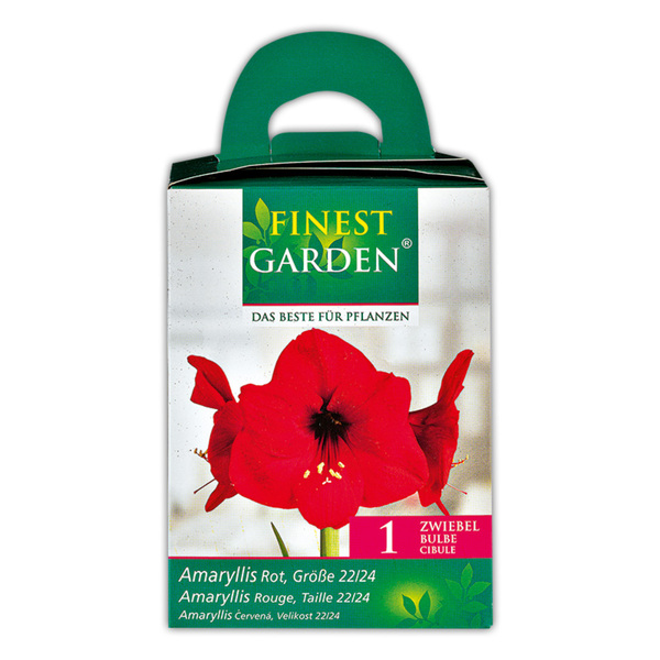 Bild 3 von Finest Garden Amaryllis