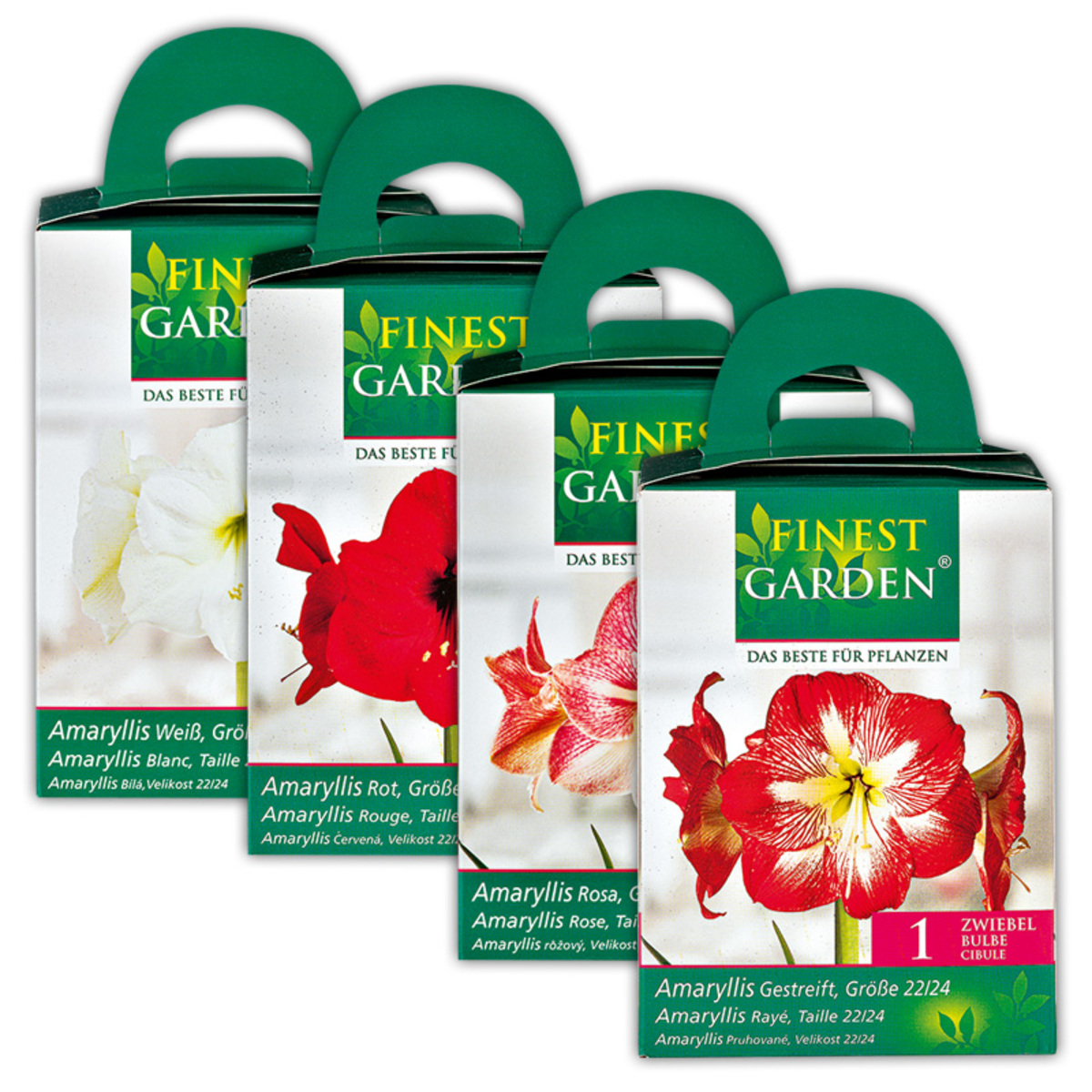 Bild 1 von Finest Garden Amaryllis