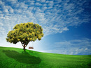 Bild 1 von Papermoon Fototapete "Goldener Regenbaum"