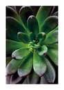 Bild 1 von Komar Poster "Succulent Single", Pflanzen-Blätter, Höhe: 70cm