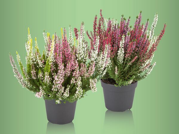 Bild 1 von Heidekraut (Calluna vulgaris), dreifarbig, 
        3 Pflanzen  Topf