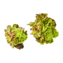 Bild 1 von Salat mit Wurzelballen