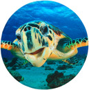 Bild 1 von Sanilo Badematte »Schildkröte«, Höhe 15 mm, schnell trocknend, Memory Schaum